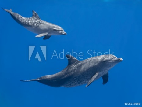 Image de Dolphins family baby and mother swimming in water of the blue